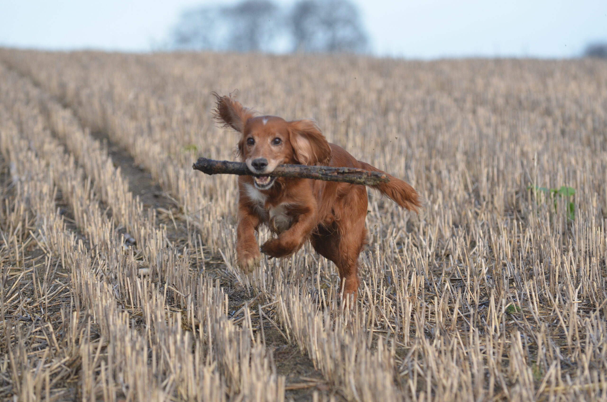 horse-standing-grassy-field